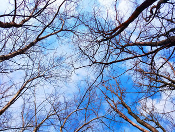 Low angle view of bare tree against sky