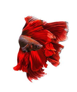 Close-up of red flower against white background