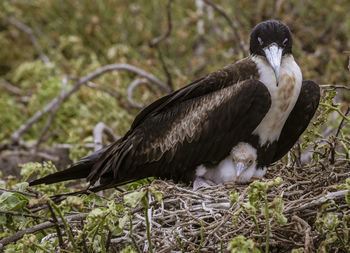 Close-up of bird perching on branch