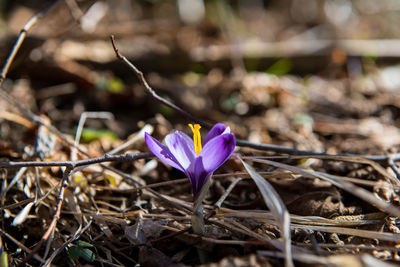 Close-up of purple crocus flowers on land