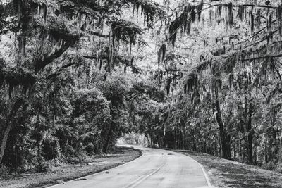 Empty road amidst trees in forest