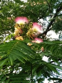 Close-up of pink flowers on tree