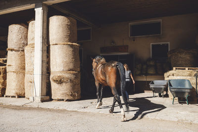 Horses on street