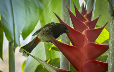 Close-up of bird perching on plant