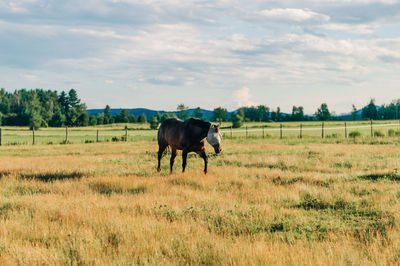 Horse standing in a field