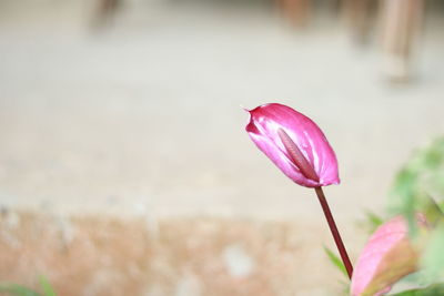 Close-up of pink flower against blurred background