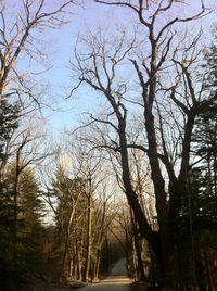 Treelined footpath along trees