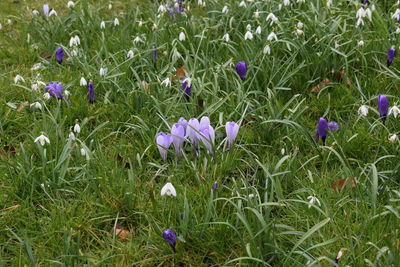 Close-up of purple flowers blooming in field