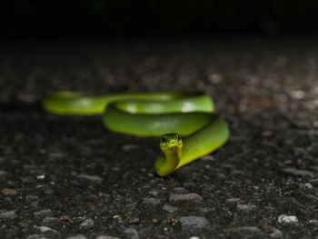 Close-up of green snake on road