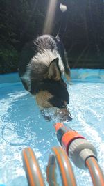 Close-up of dog swimming in pool