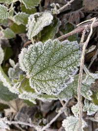 Close-up of frozen plant during winter