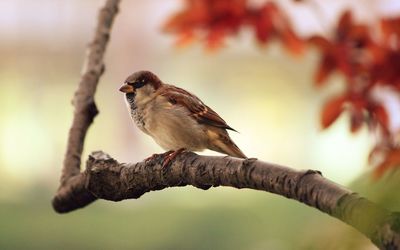 Low angle view of bird perching on branch