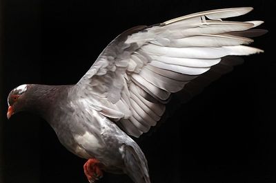 Close-up of pigeon with spread wings against black background