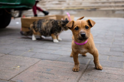 Portrait of dog