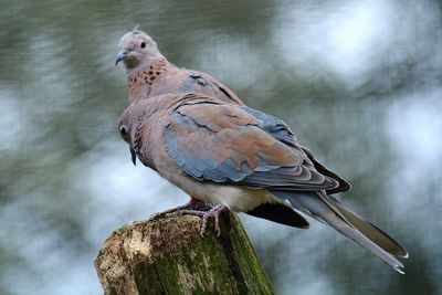Close-up of bird perching outdoors