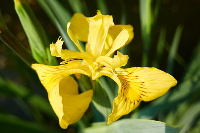 Close-up of yellow flowering plant