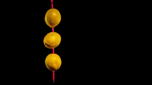 Close-up of plant against black background