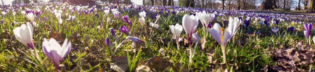 Close-up of purple crocus flowers on field