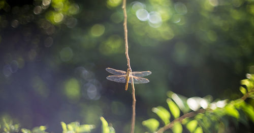 Close-up of spider web on plant