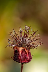 Flower growing in nature