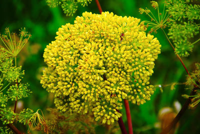 Close-up of yellow flowering plant