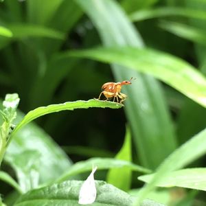 Close-up of insect on plant