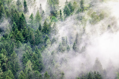 Panoramic view of pine trees in forest