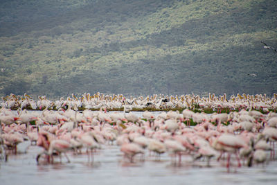 Flock of birds in a lake