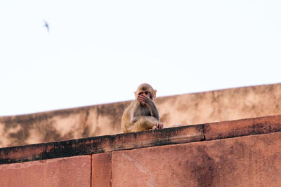 Monkeys sitting on roof