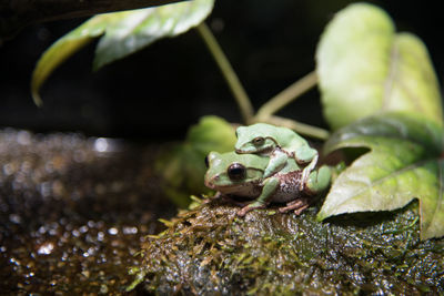 Close-up of frogs mating on rock