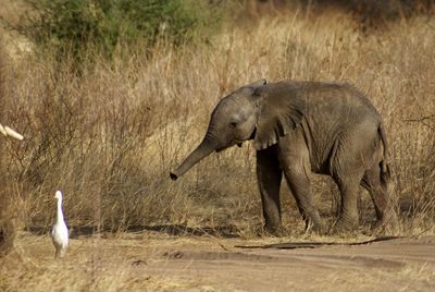 Elephant in a grass