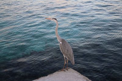 High angle view of gray heron on water