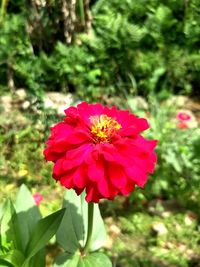 Close-up of red flower blooming outdoors