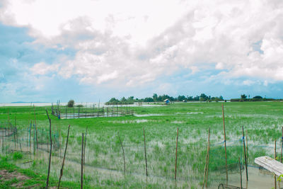 Scenic view of agricultural field against sky