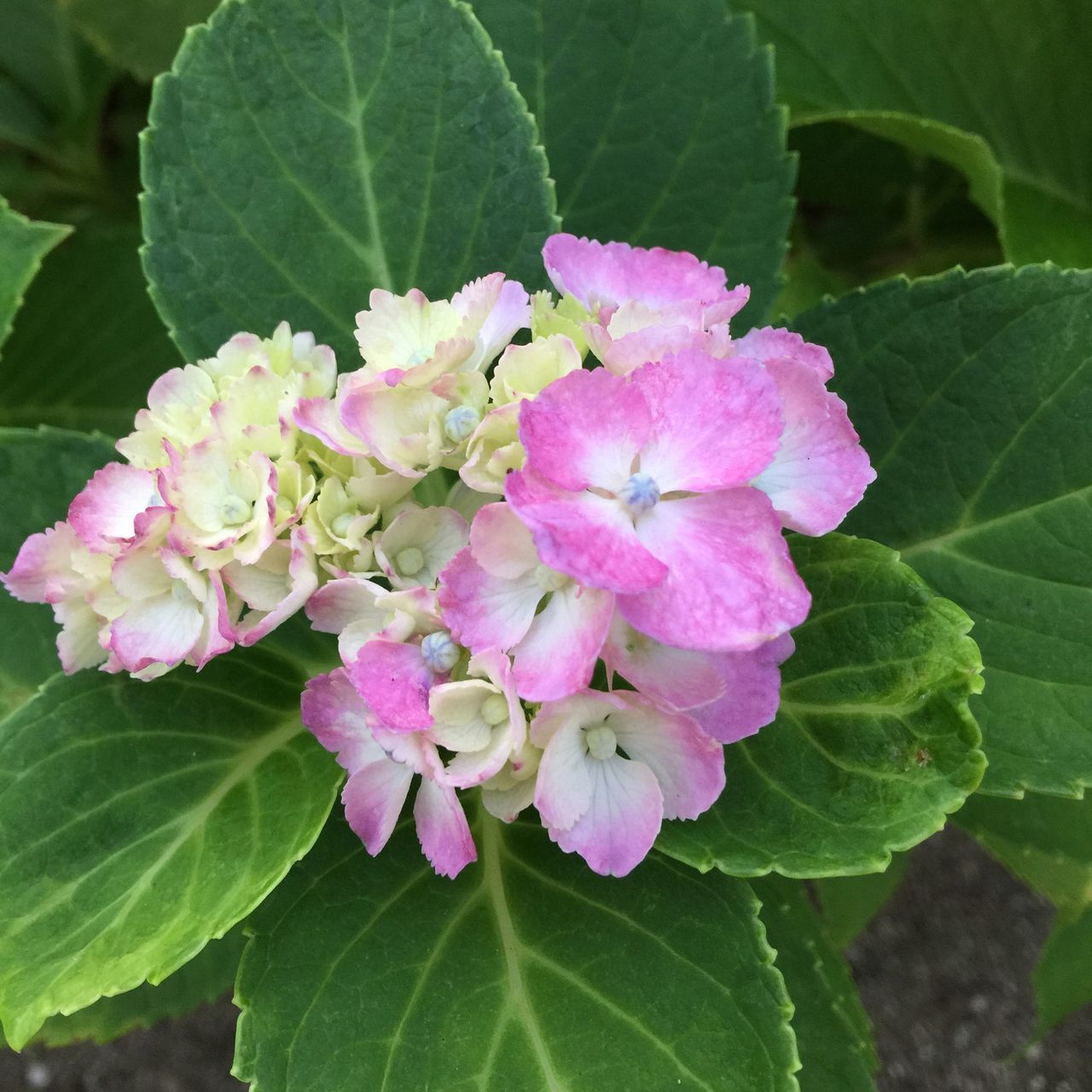 flower, freshness, leaf, growth, fragility, petal, beauty in nature, flower head, close-up, pink color, plant, nature, blooming, green color, focus on foreground, in bloom, high angle view, blossom, outdoors, no people