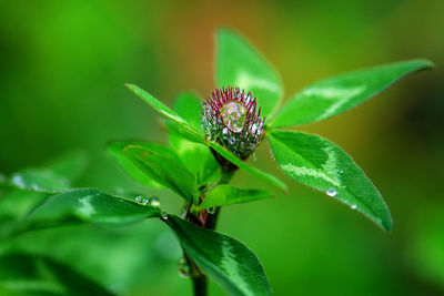 Close-up of insect on plant