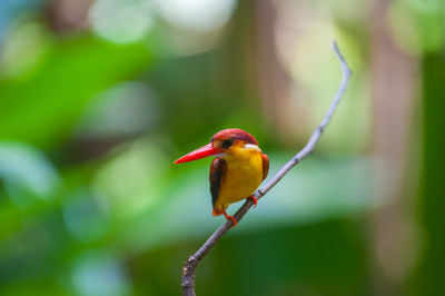 Close-up of bird perching on branch