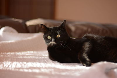 Portrait of cat relaxing at home