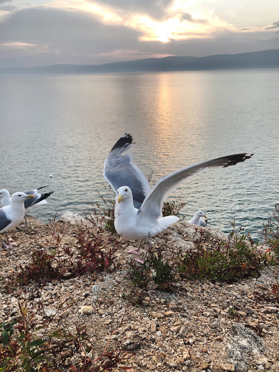 SEAGULL FLYING OVER LAKE DURING SUNSET