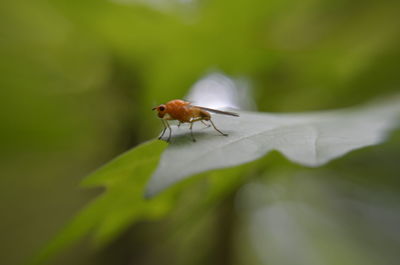 Close-up of insect on leaf