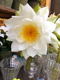 Close-up of flowers in vase