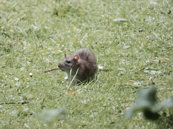 Close-up of rat on grass