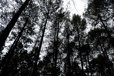 Low angle view of trees in forest against sky