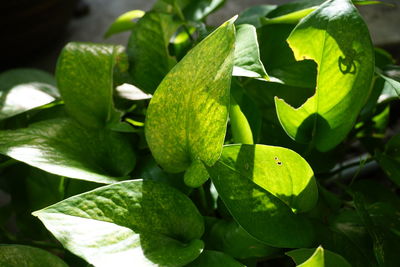 Close-up of fresh green leaves