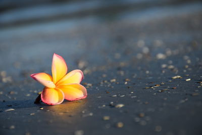 Close-up of flower at beach