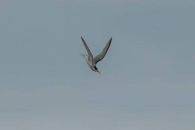 Low angle view of seagull flying