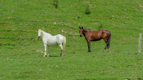 Horses in a field