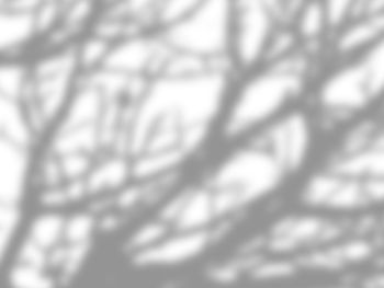 Full frame shot of tree
