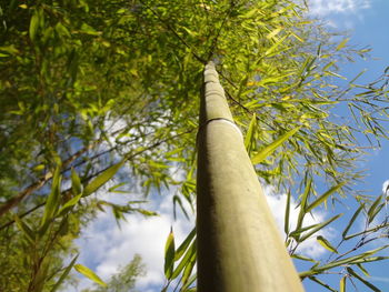 Low angle view of bamboo trees in forest