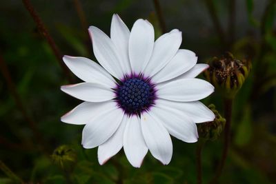 Close-up of white flower blooming outdoors